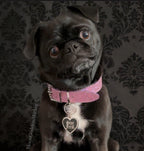 Stay Feral Pet Dog or Cat Tag Collar Charm Copyright Moon Goddess Market