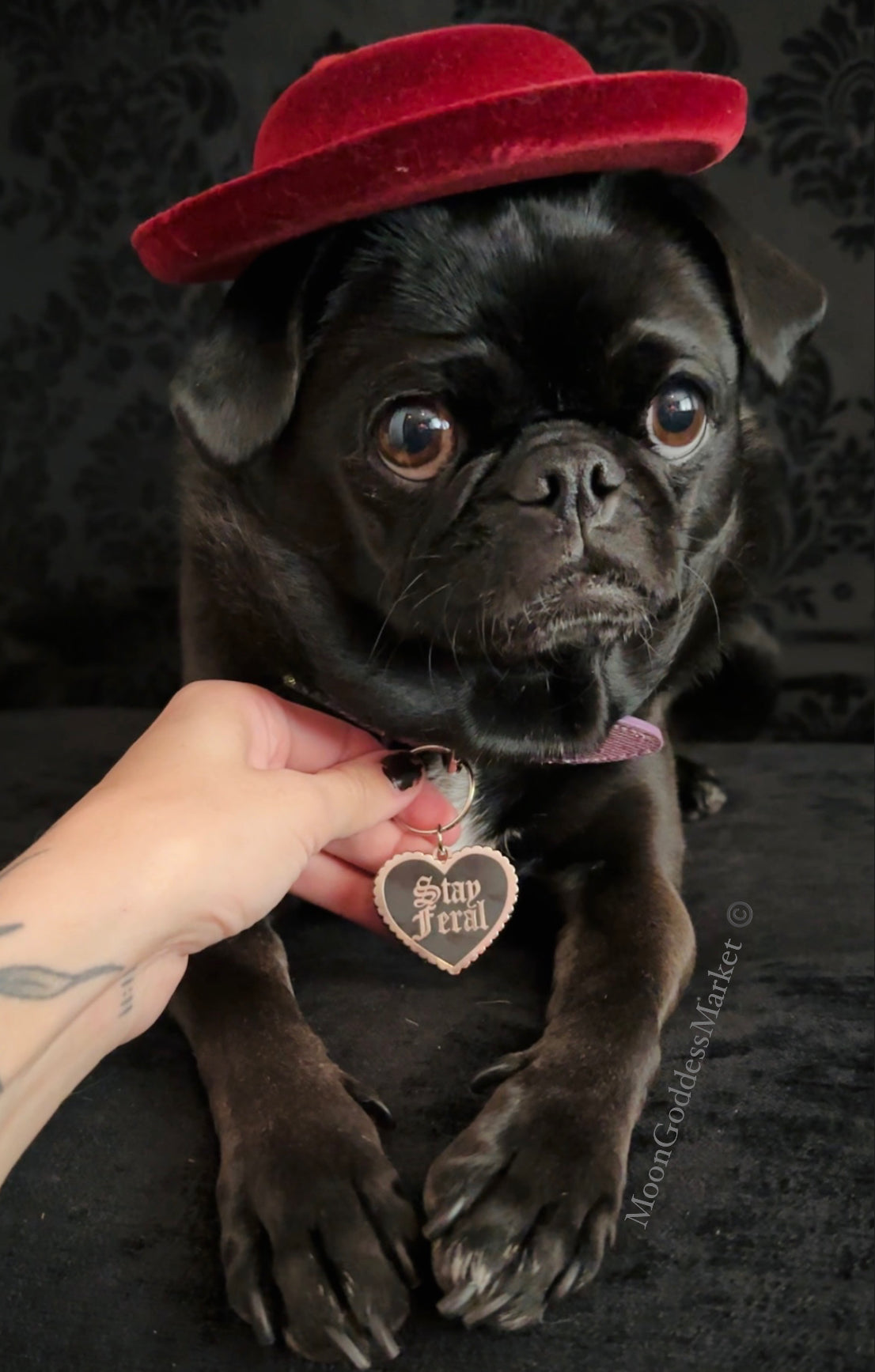 Stay Feral Pet Dog or Cat Tag Collar Charm Copyright Moon Goddess Market