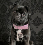 Stay Feral Pet Dog or Cat Tag Collar Charm Copyright Moon Goddess Market
